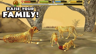 Cheetah Simulator