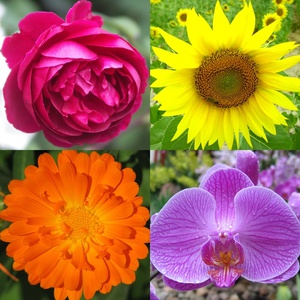 Flowers Quiz: Beautiful Plants